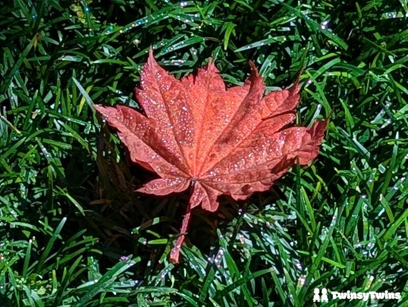 Postpartum Depression Ppd Maple Leaf Rain Grass